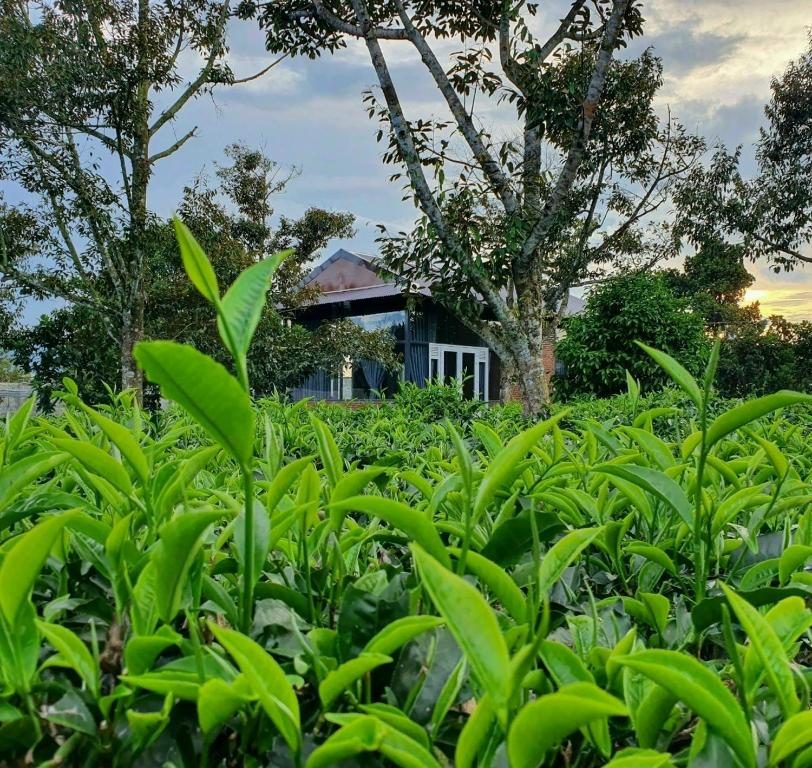 Phòng Có Giường Cỡ King Nhìn Ra Vườn